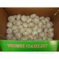 Good Quality Pure White Garlic 10kg Loose Carton